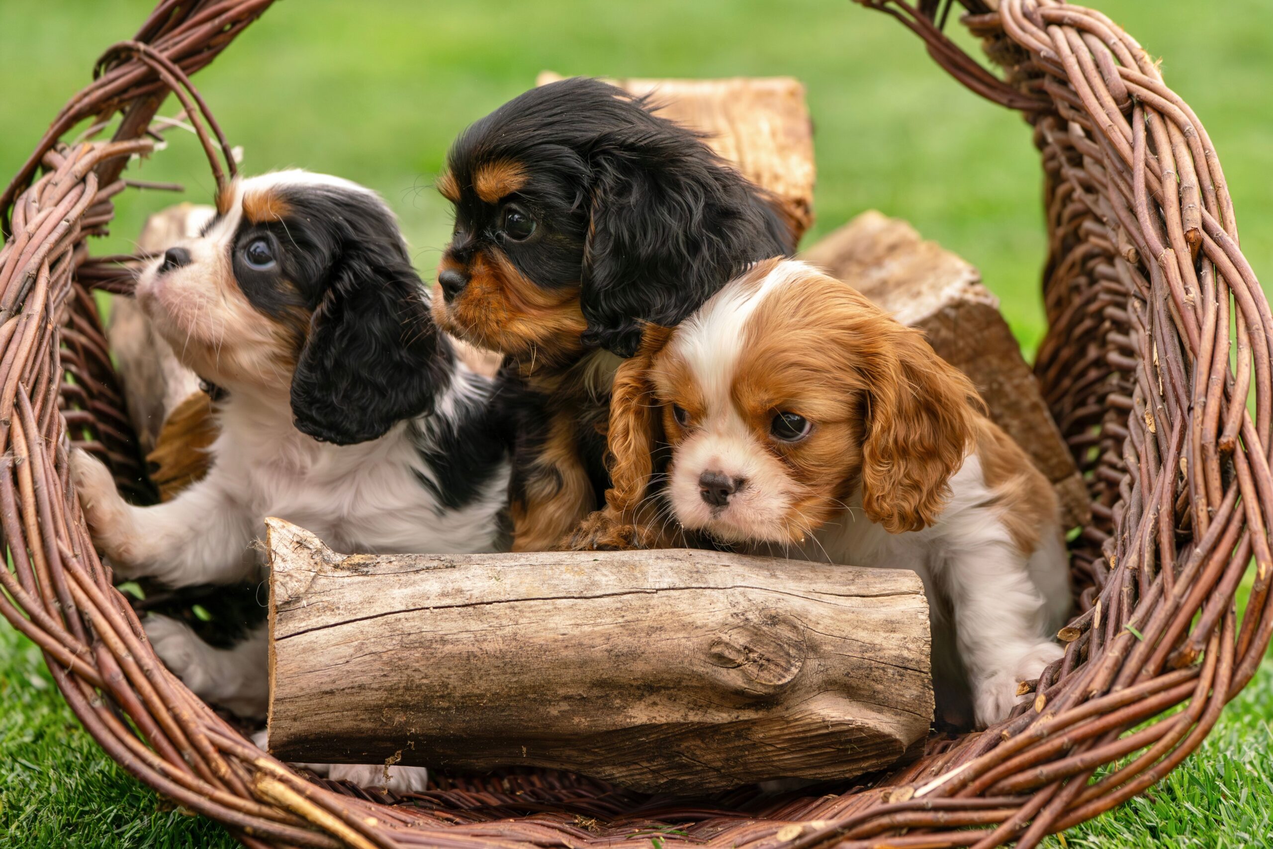 how to socialize a puppy