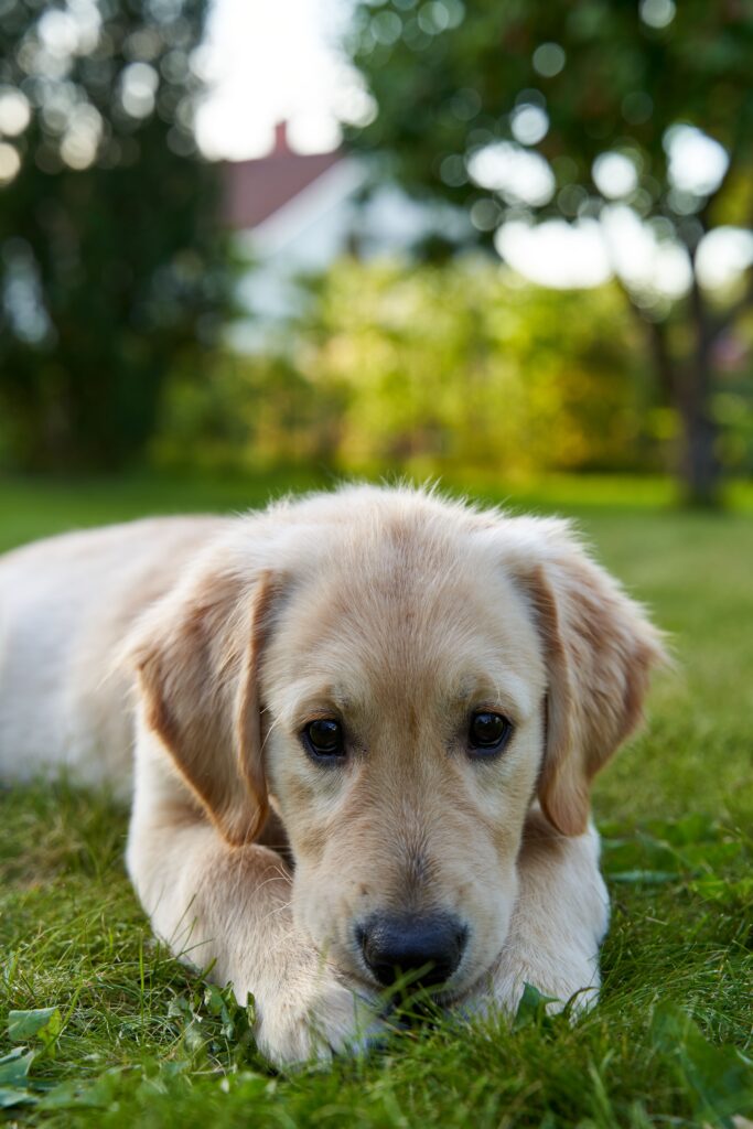 how to toilet train a puppy