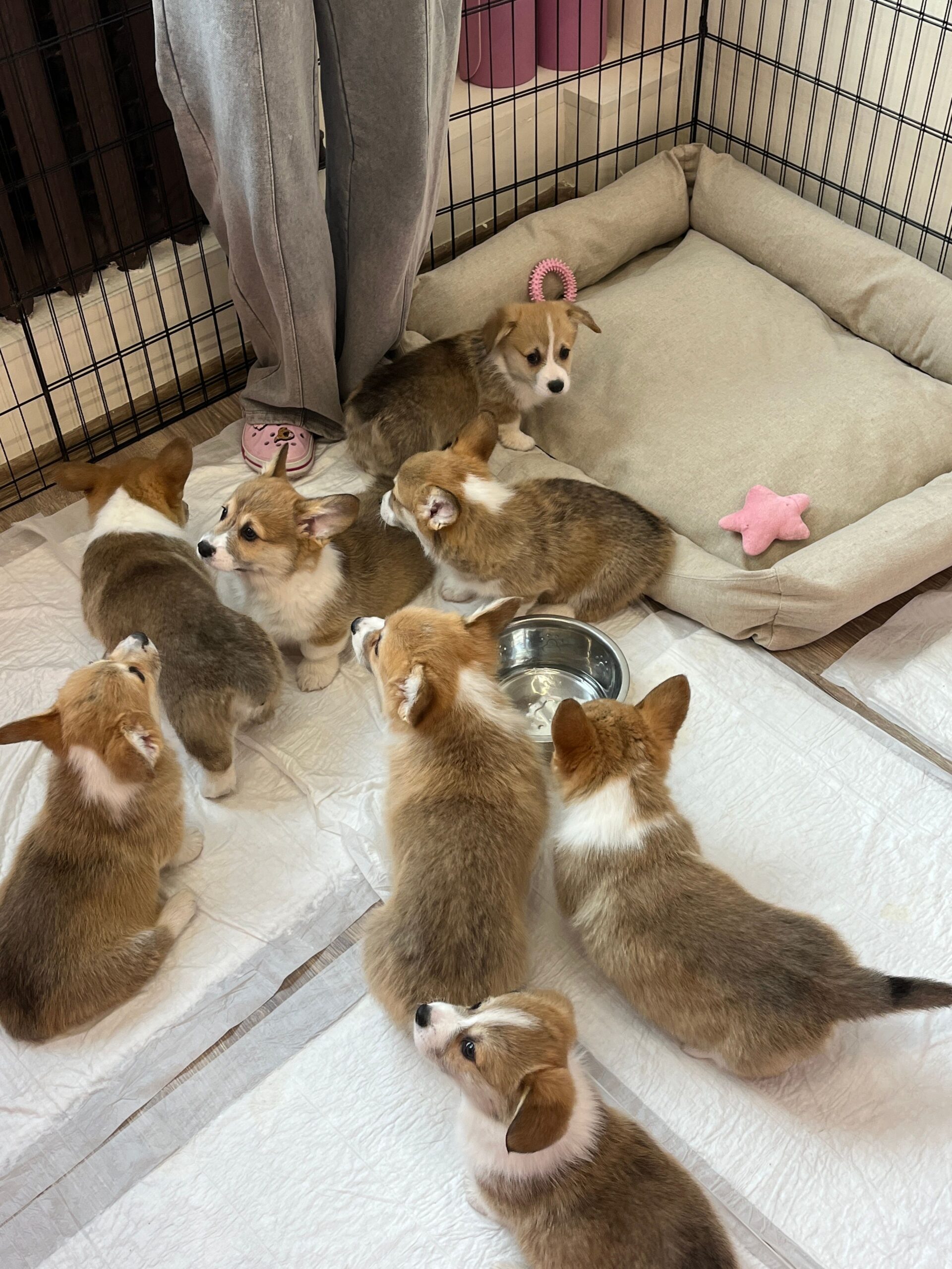 best puppy crates