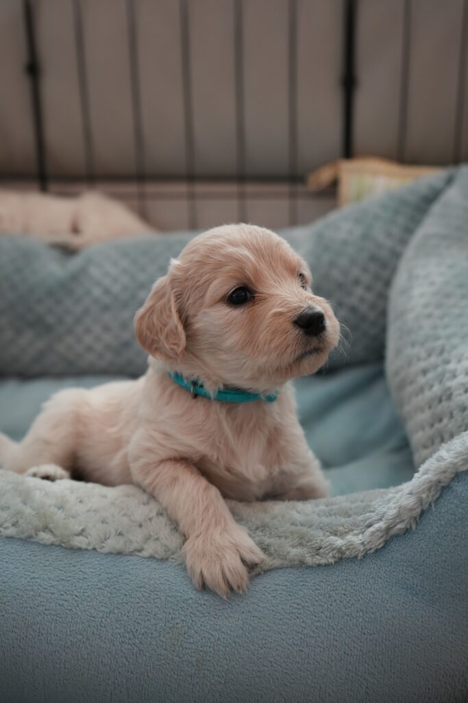 best puppy beds