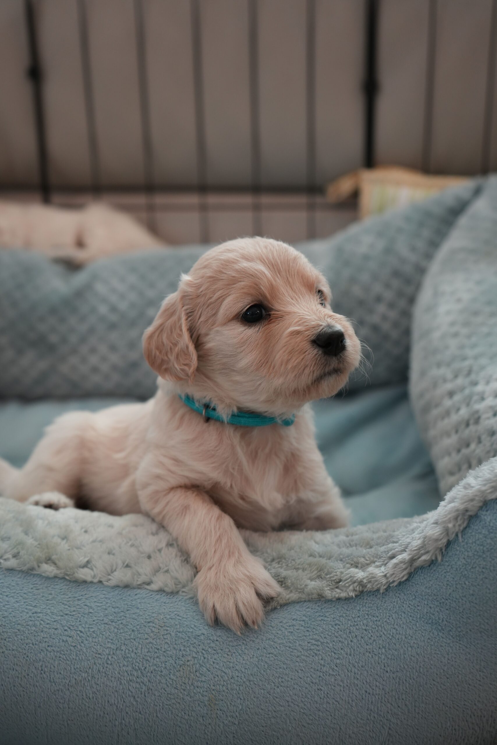 best puppy beds