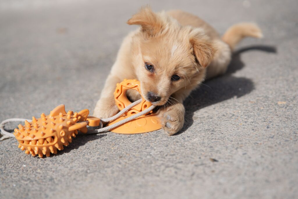 best puppy toys