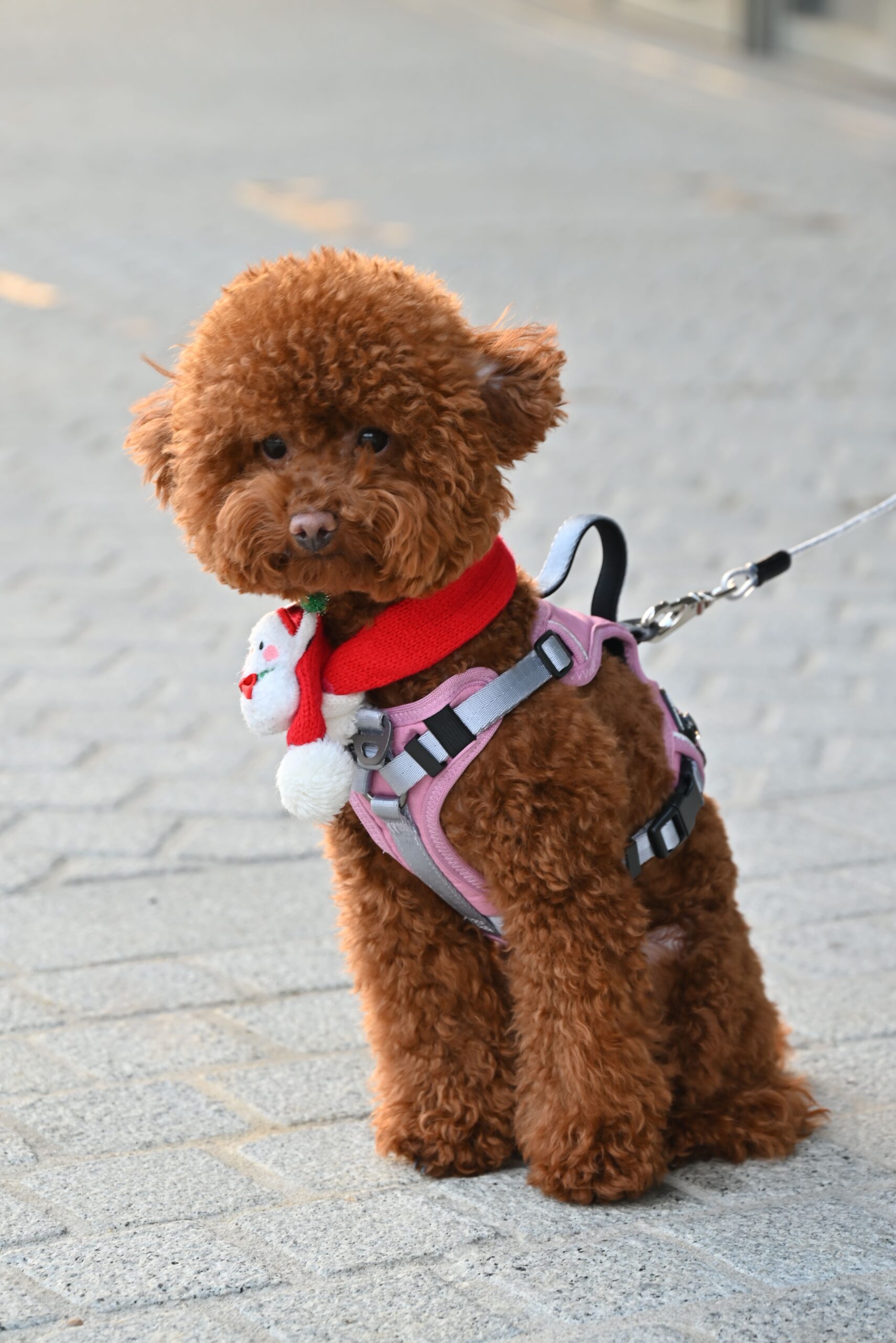 best puppy harnesses