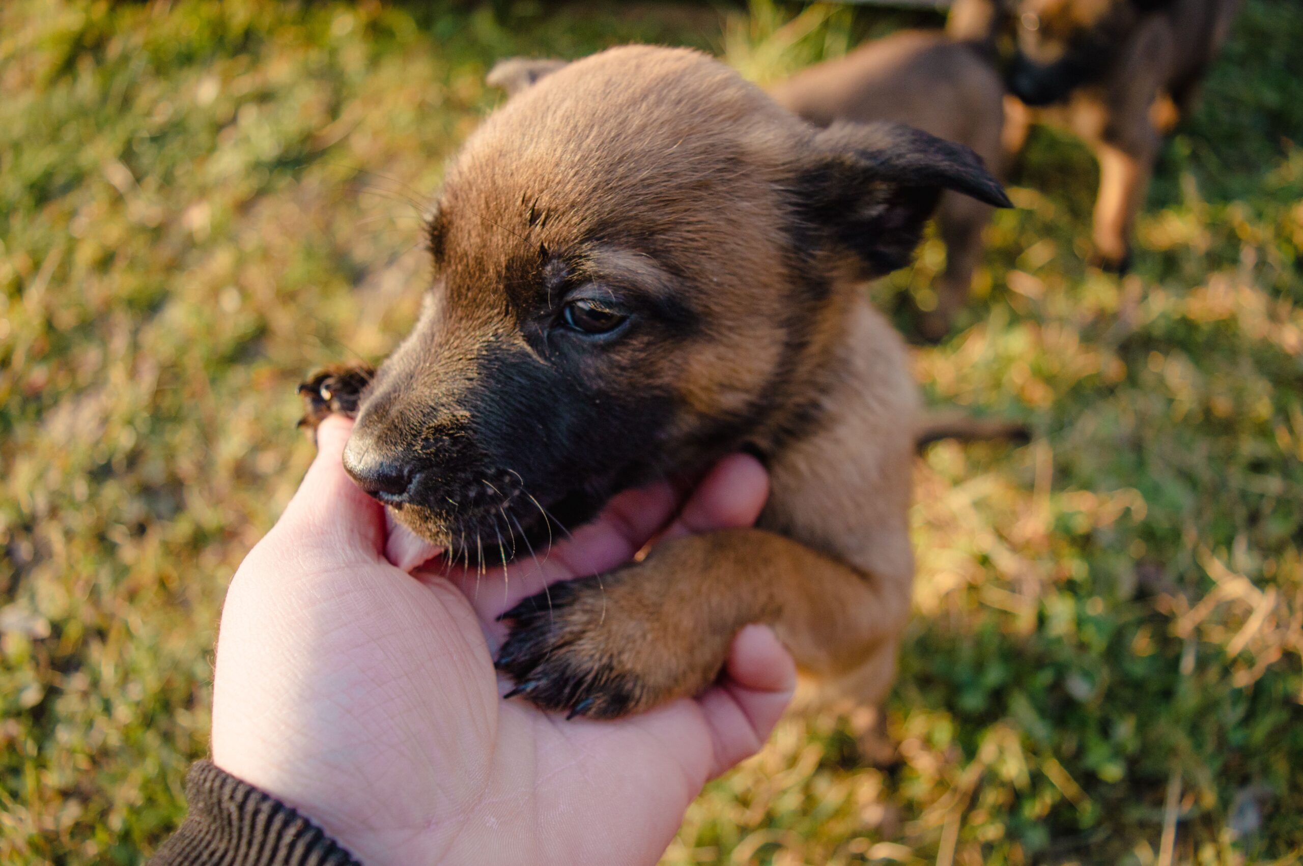 how to stop a puppy from biting