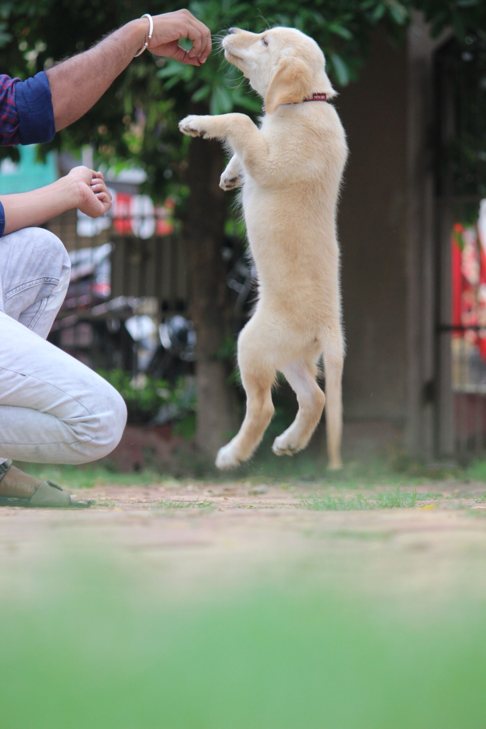 how to stop a puppy from jumping
