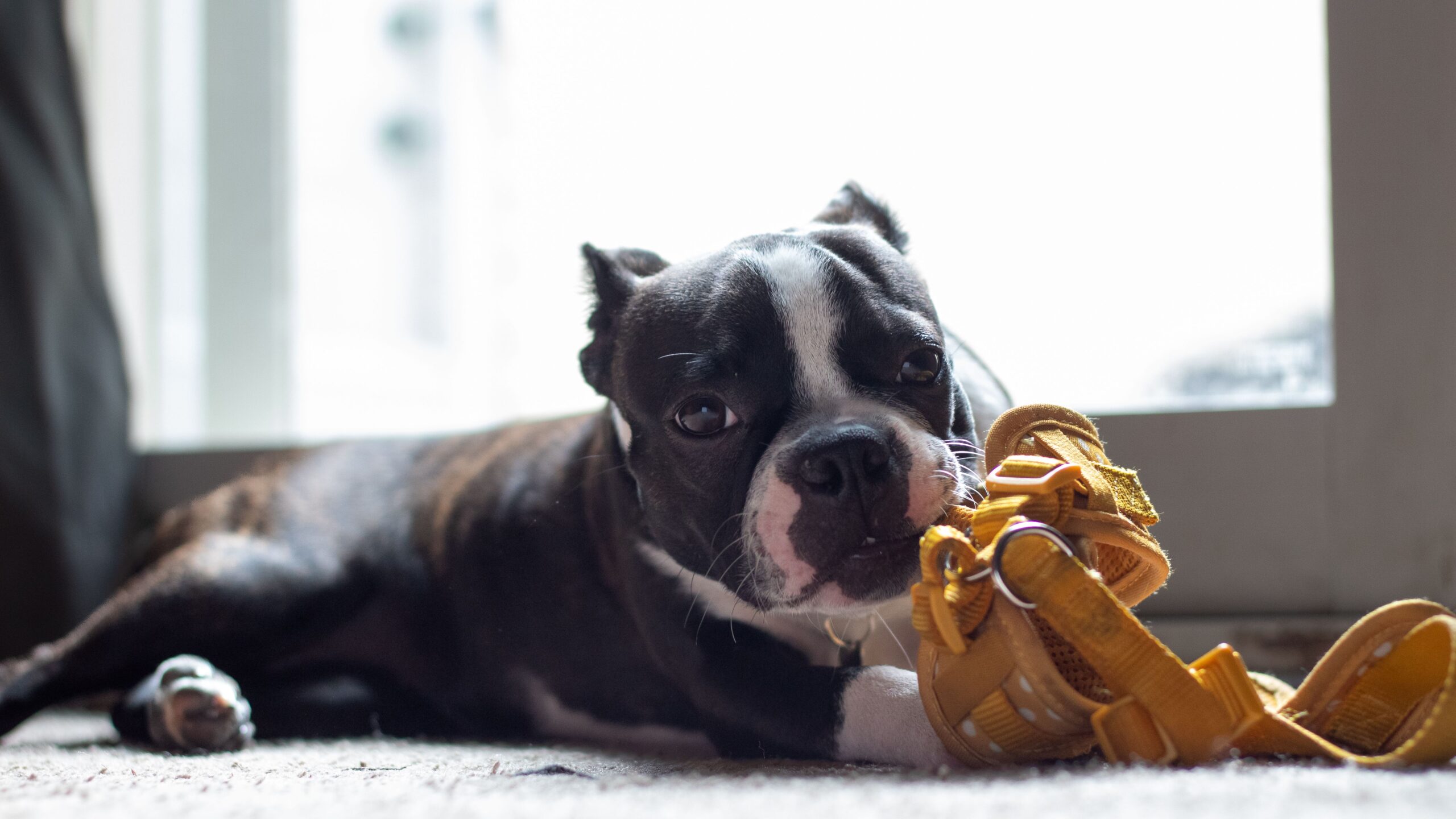 Learn how to stop puppy chewing with safe, positive training methods. Discover why puppies chew, what to do instead, common mistakes to avoid, and practical tips for protecting your home.