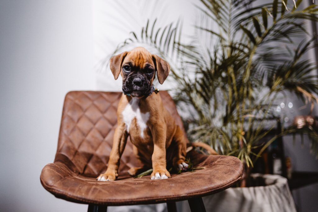 how long can you leave a puppy alone