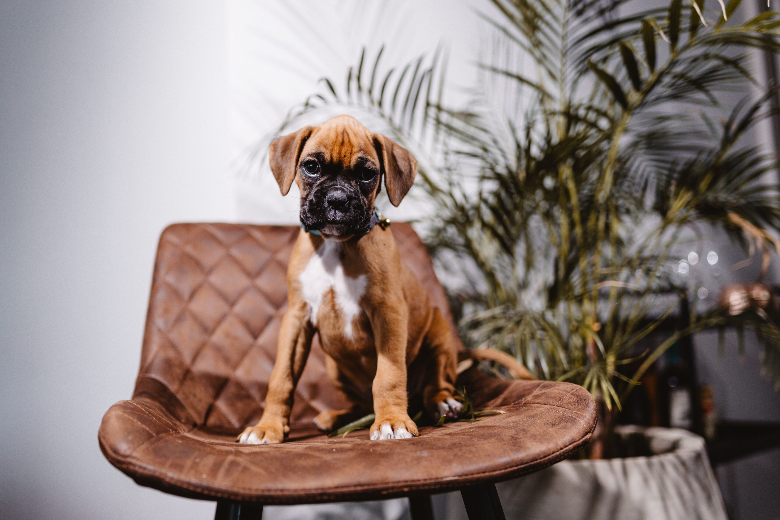 how long can you leave a puppy alone