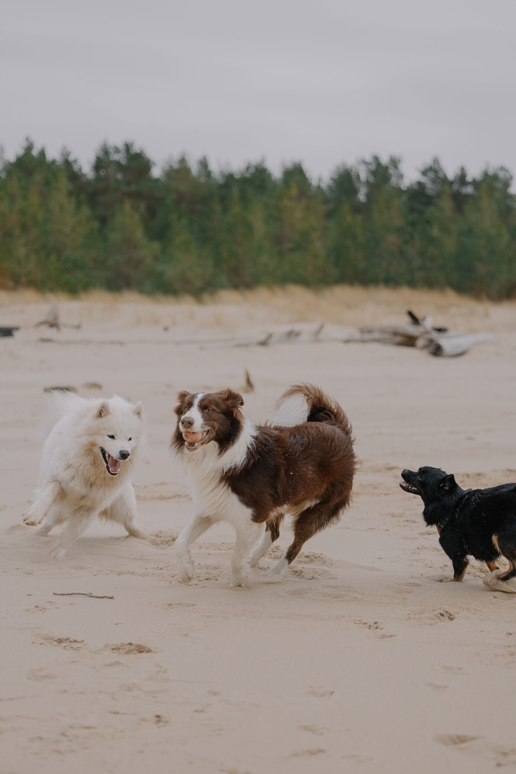 how to introduce a puppy to other dogs