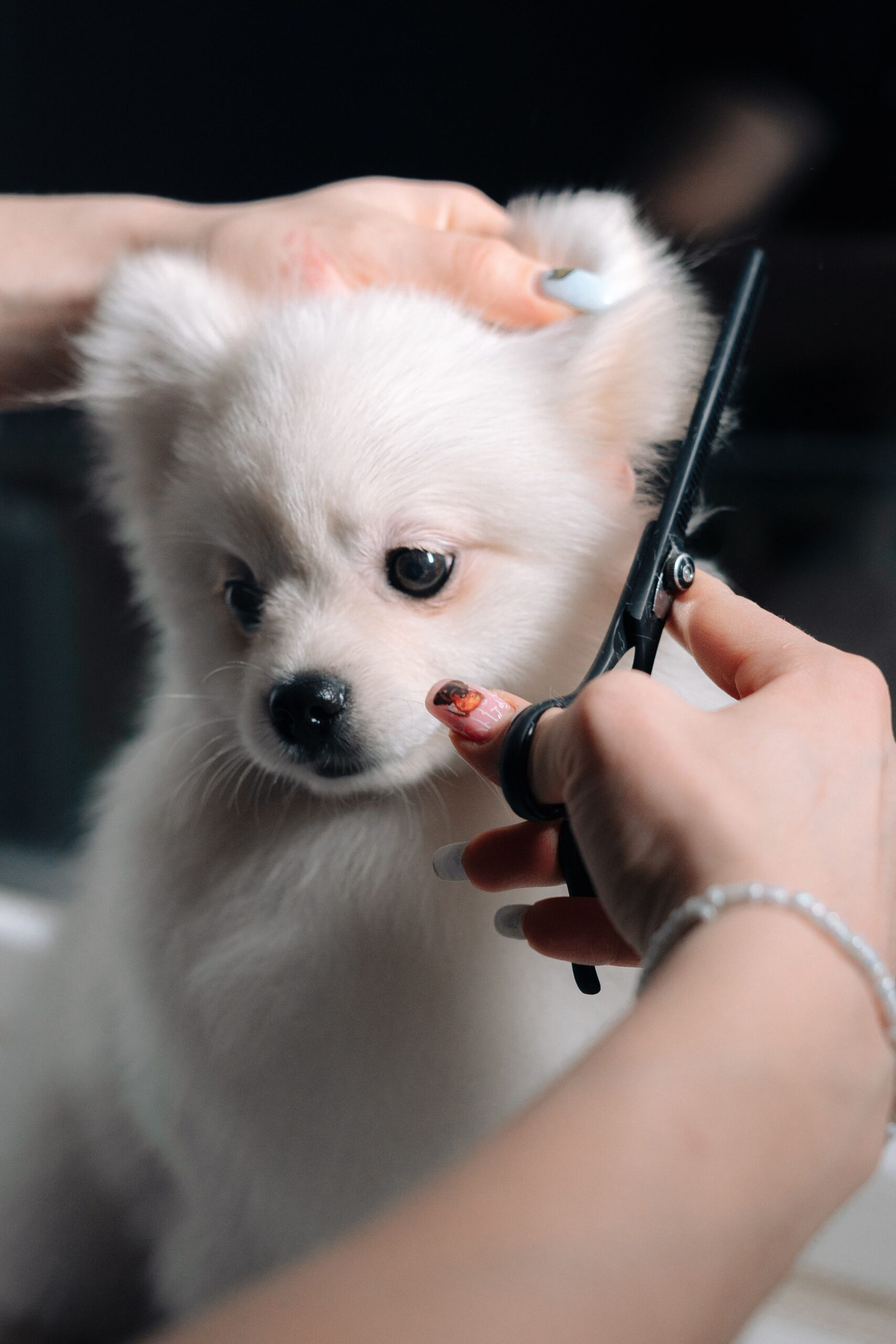 how to groom a puppy