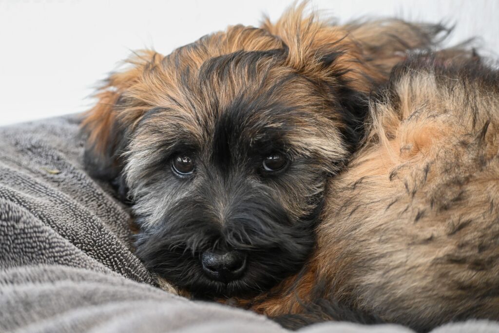 best puppy beds