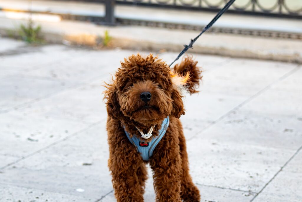 best puppy harnesses