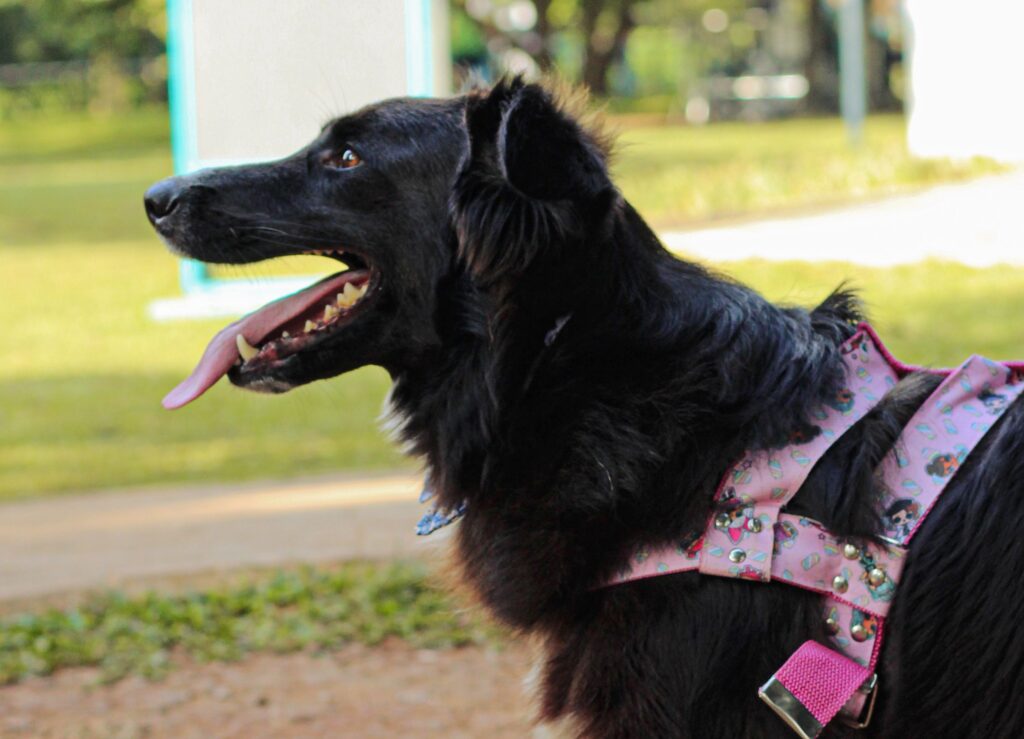 Dog wearing a secure and properly fitted harness