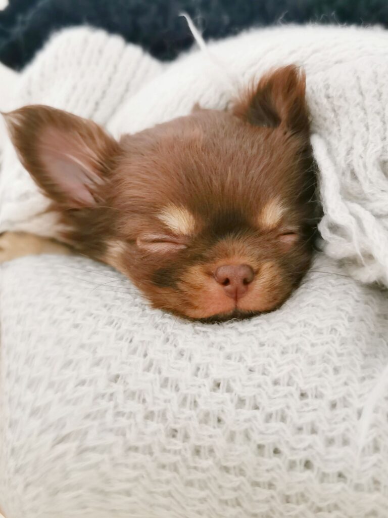 Your First Night with a New Puppy