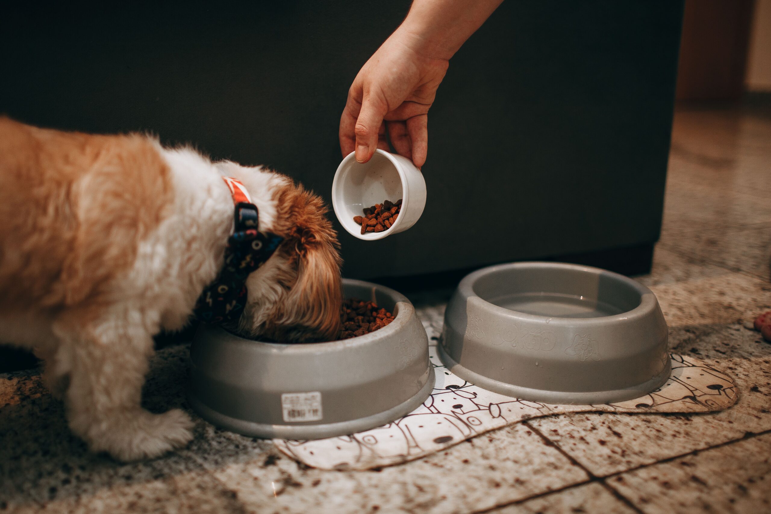 puppy feeding mistakes