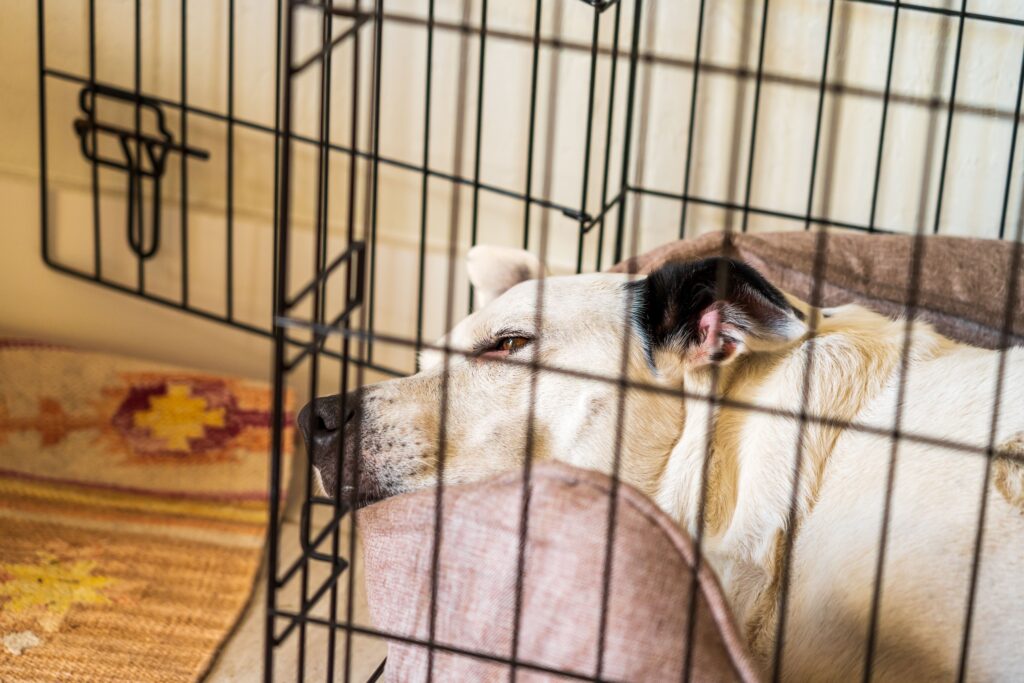 how to crate train a puppy