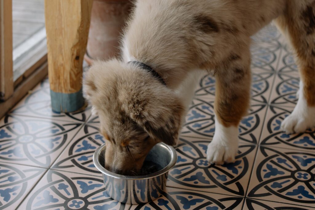 puppy feeding chart by age