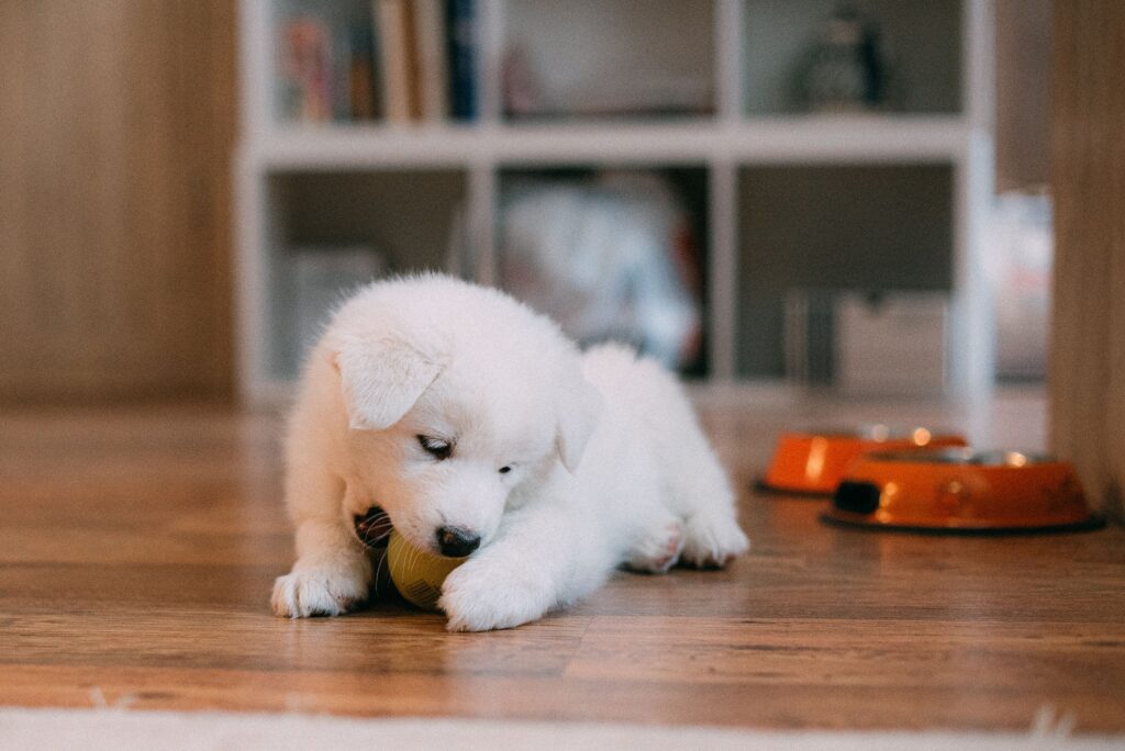 how often should you feed a puppy