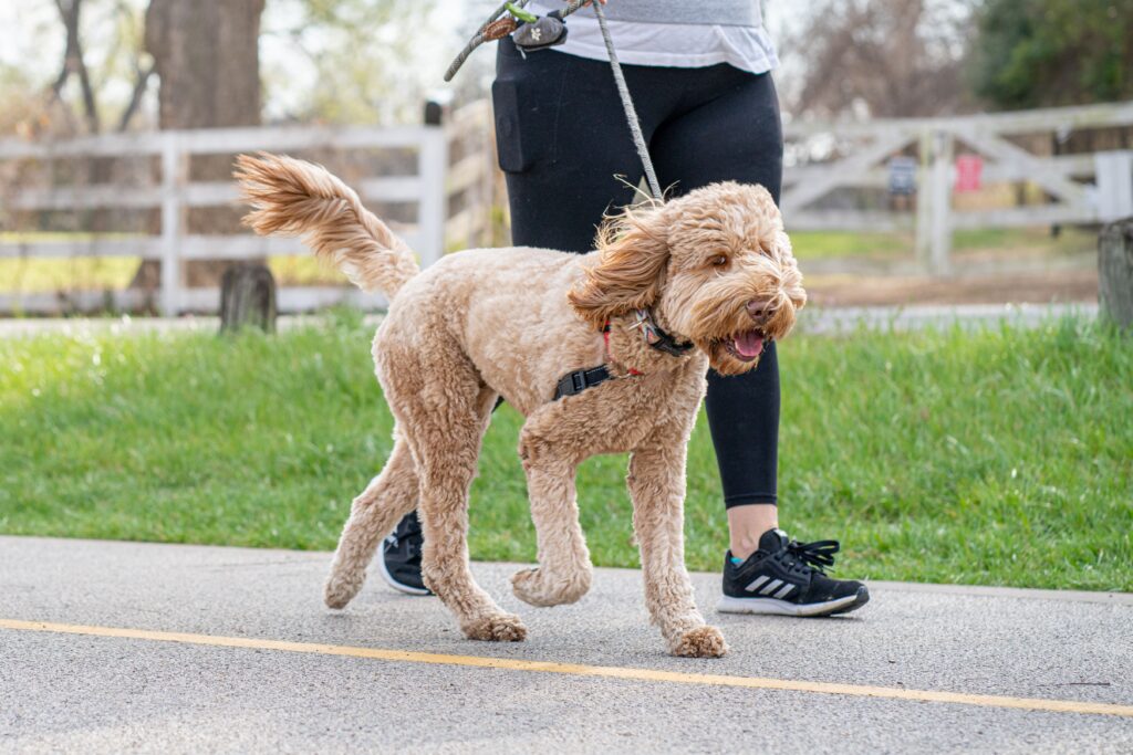 how to train a puppy to walk on a lead