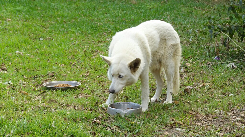 A medium dog eating outdoors