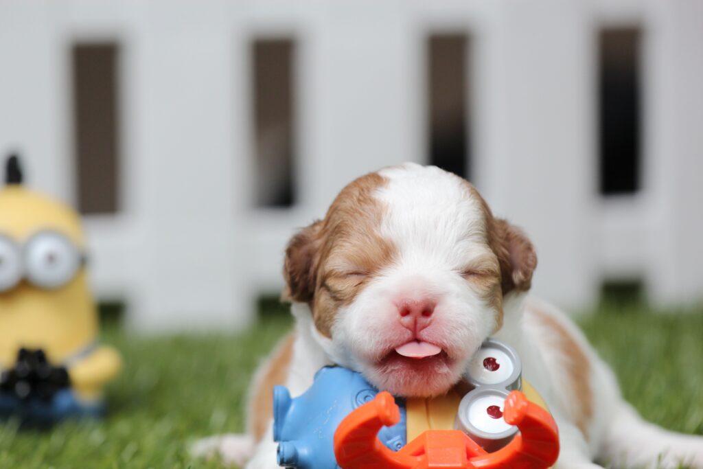 puppy growth stages