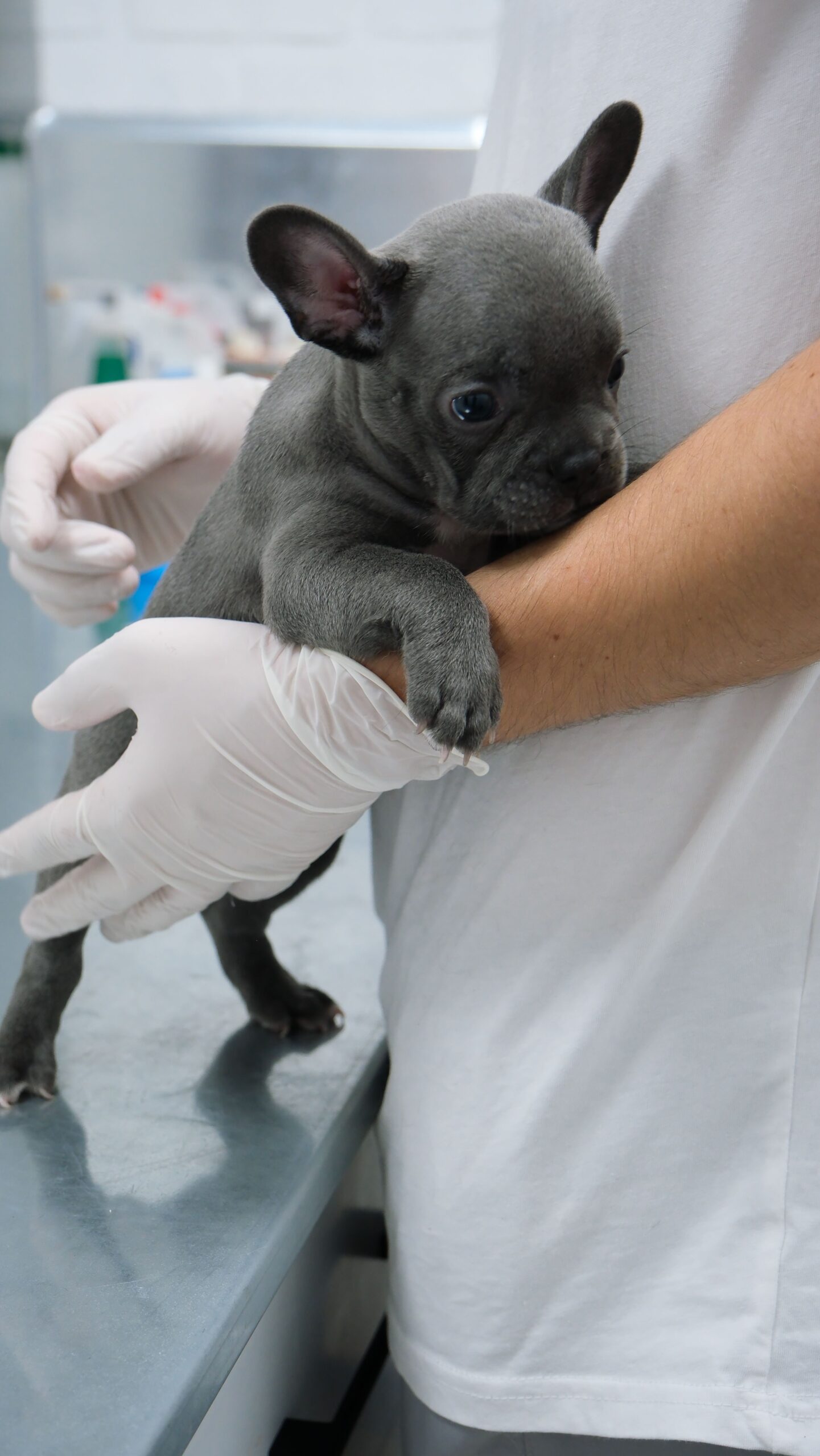 Puppy Vaccination Schedule