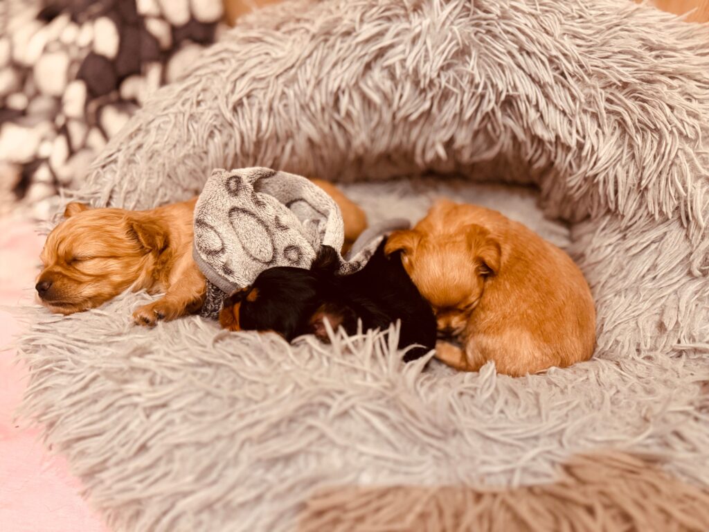 Puppies sleeping in a comfortable and fluffy bed