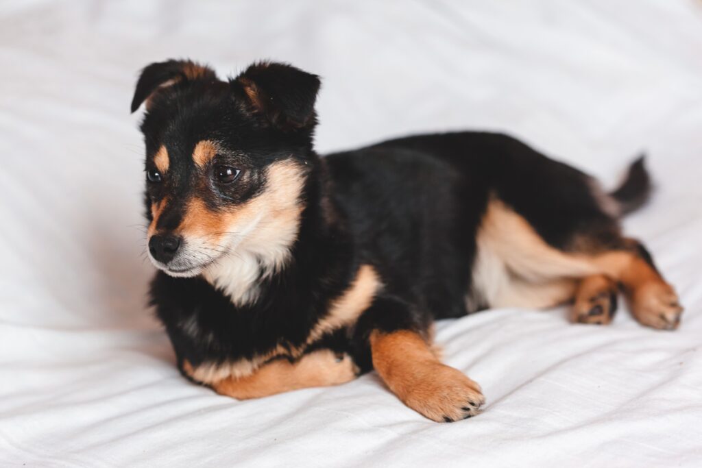 new puppy checklist