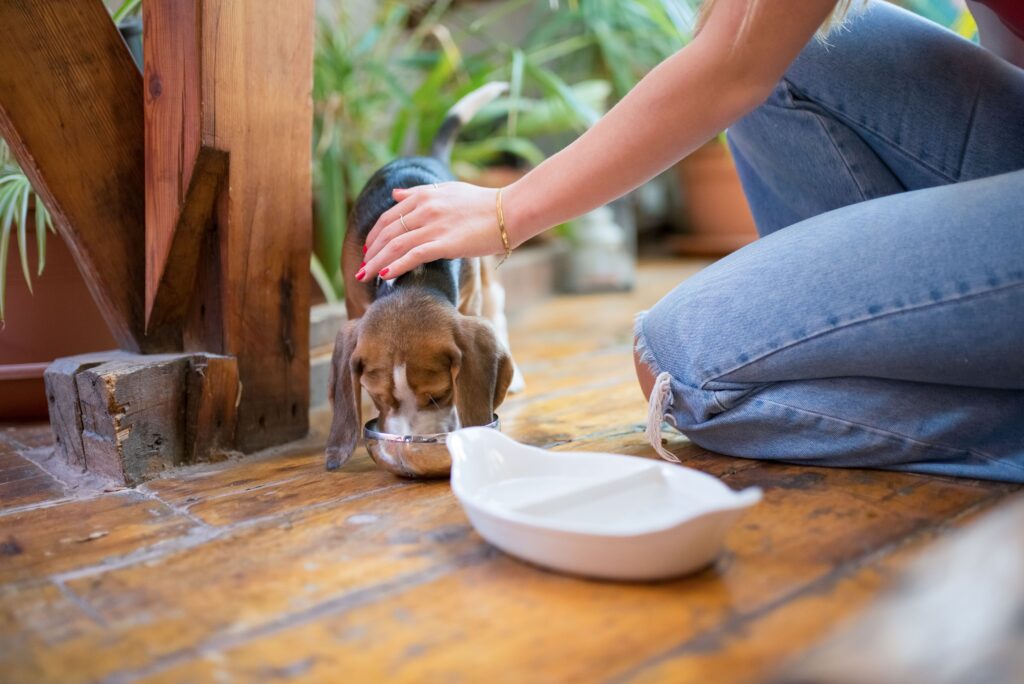 Best puppy food for small, medium and large breeds