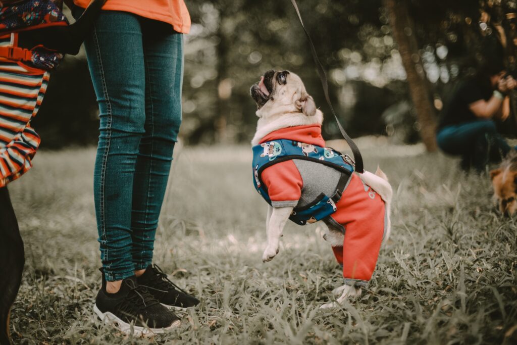 how to stop a puppy from jumping