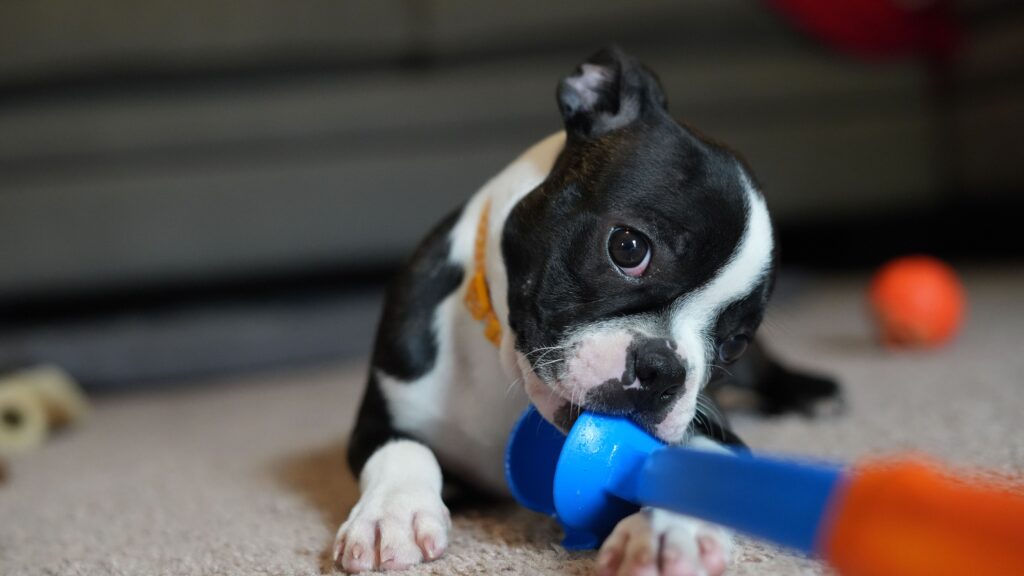 A puppy chewing its toy