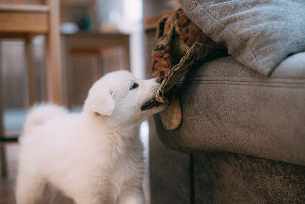 puppy-proof your home