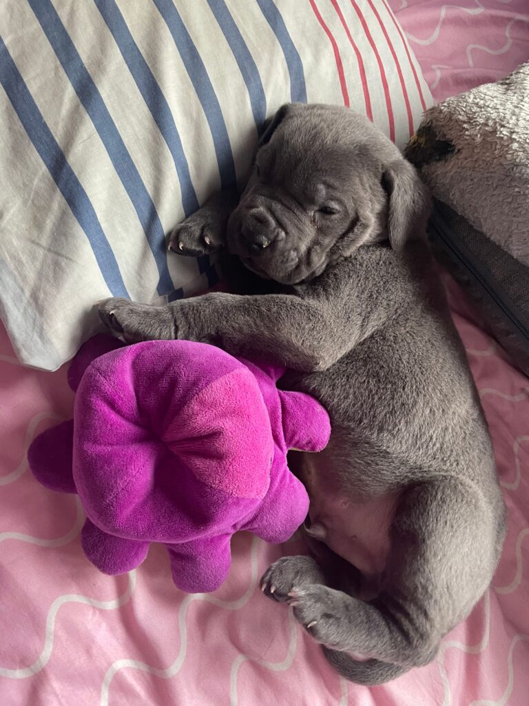where should puppy sleep