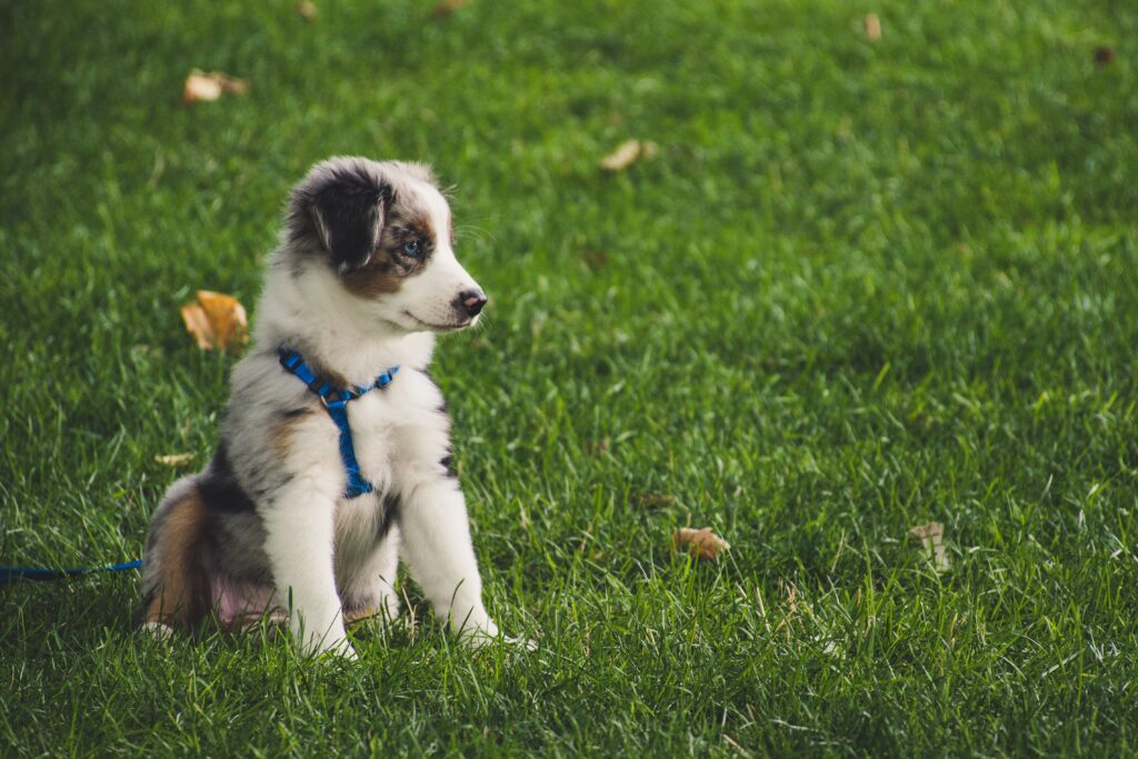 Small dog wearing a comfortable walking harness
