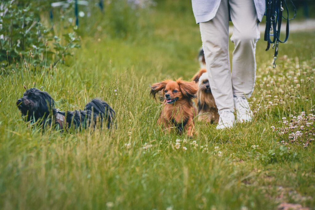 how to introduce a puppy to other dogs