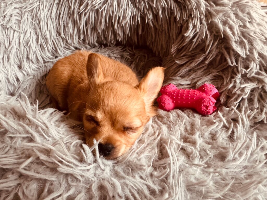 Puppy with its toy in its crate that has a fluffy blanket