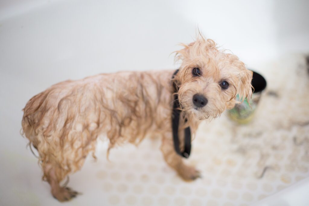 how to groom a puppy