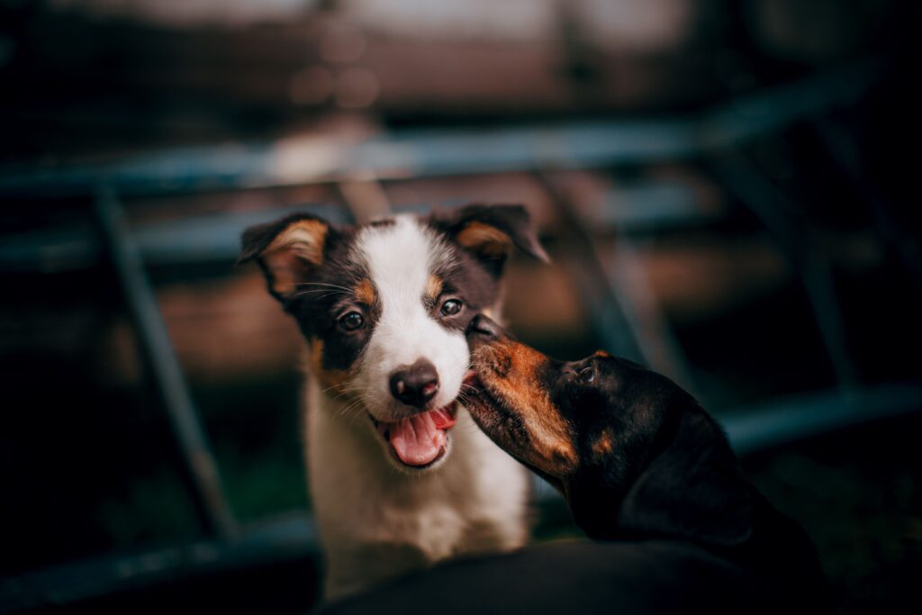 signs of a healthy puppy