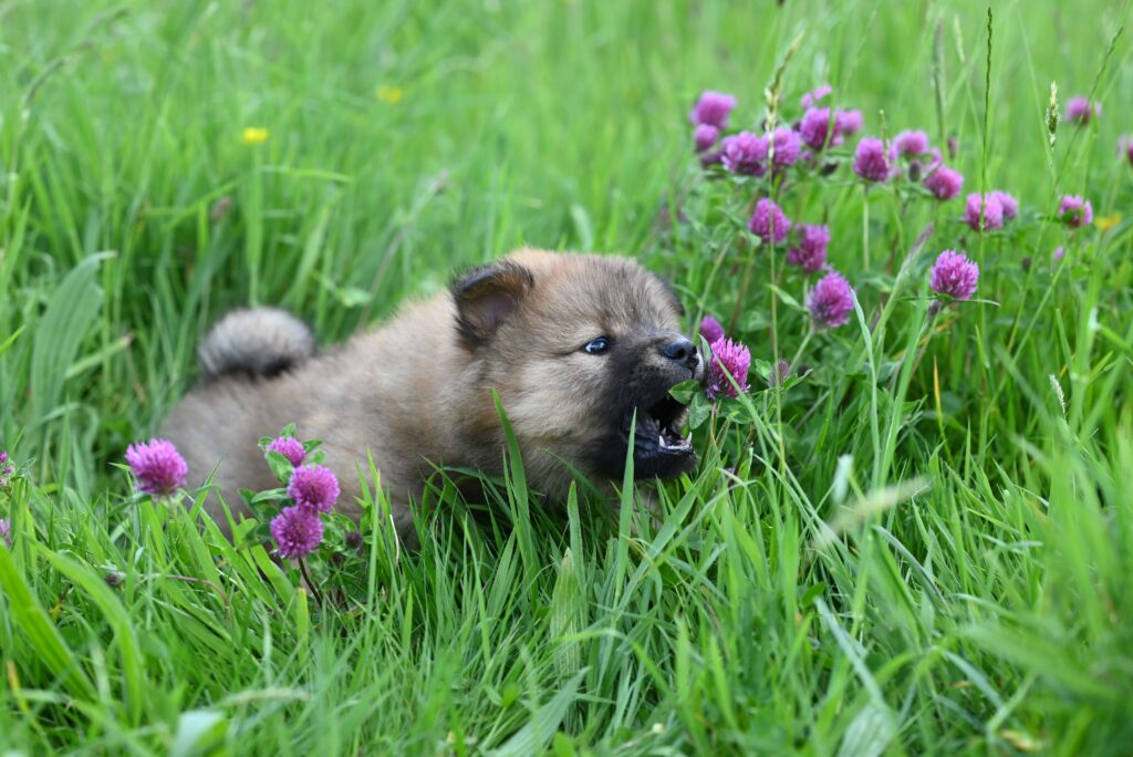 puppy growth stages