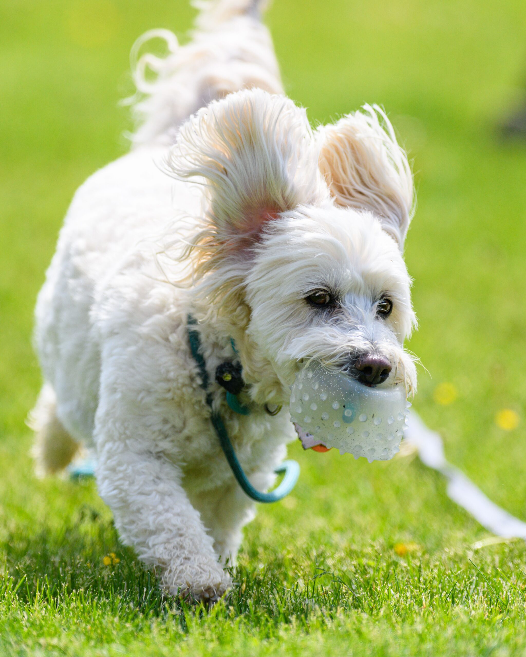 puppy exercise guide by age