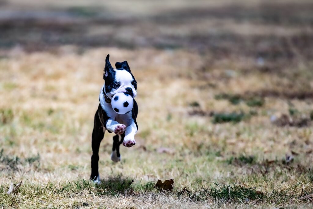 puppy exercise guide by age