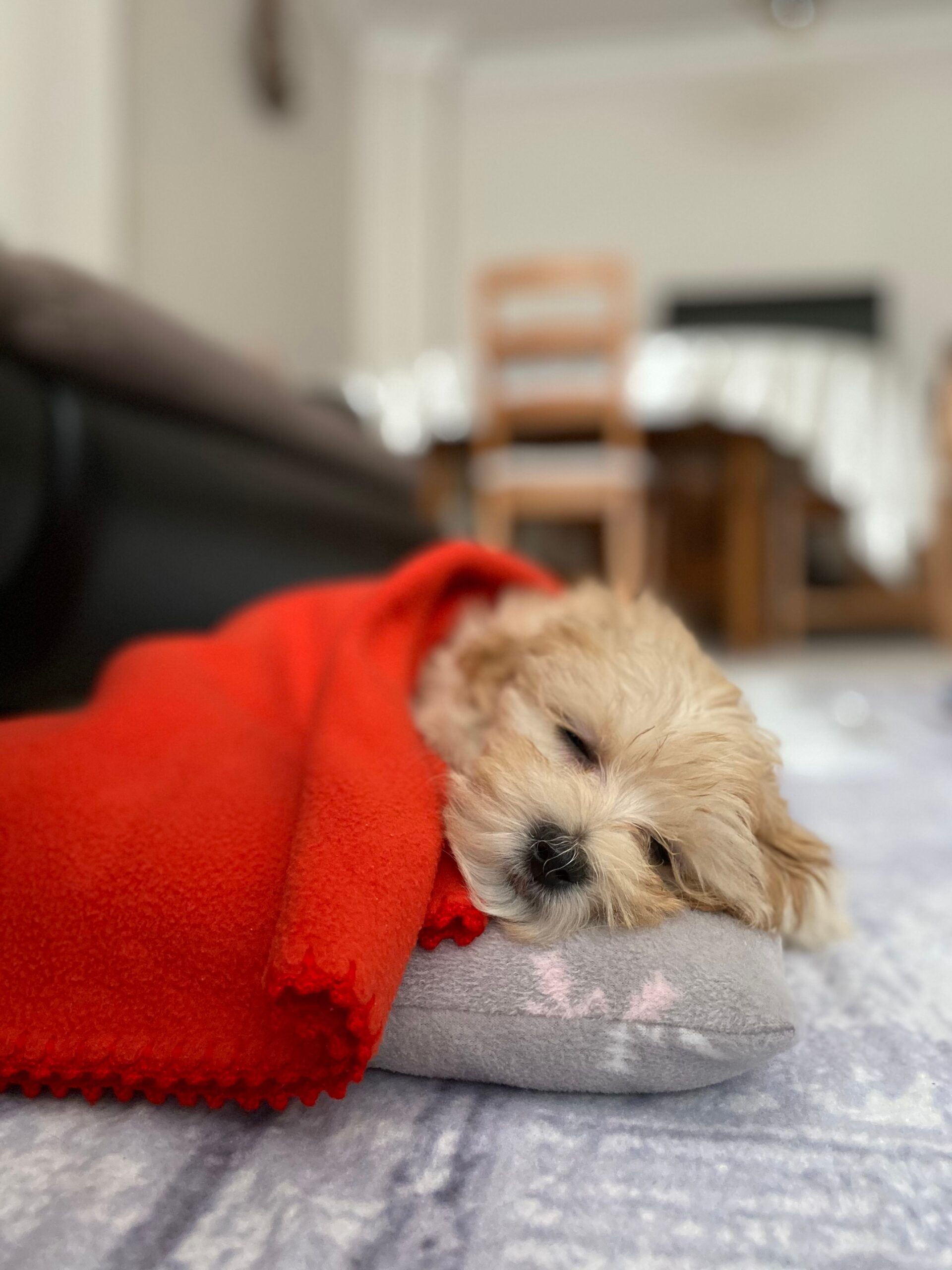 puppy sleep schedule by age