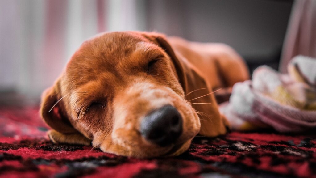 puppy sleep schedule by age
